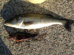 【朝一エビ撒きハネゲット！】南芦屋浜