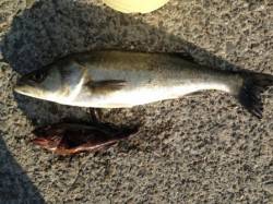 【朝一エビ撒きハネゲット！】南芦屋浜