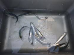 朝の空港のカタクチイワシ！ 