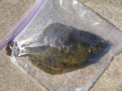 朝の兵突のカレイとスルメイカ！