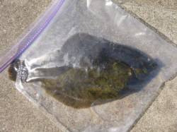 朝の兵突のカレイとスルメイカ！