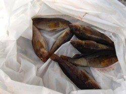 唐揚げに♪アブシン♪13日夕方泉大津RT