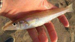 【ＳＷ調査隊番外編】片男波でチョイ投げだ！