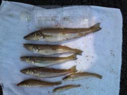 須磨のデカキス！キスにはチロリ！！！ 