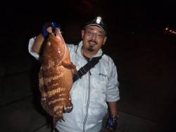  神戸空港で４０ｃｍの高級魚アコウを発見！…