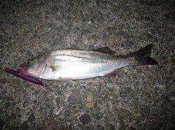 貝塚周辺シーバス調査！