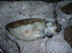 夜の兵突素敵な彼女もイカ釣り!