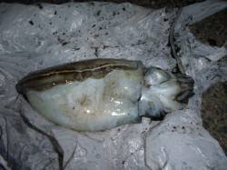 夜の兵突素敵な彼女もイカ釣り！