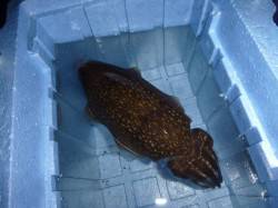 ワクワク感の夜の兵突コウイカやスルメイカ！…