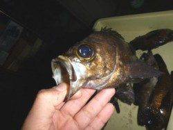 垂水一文字のメバル釣果