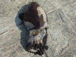 北公園ＲＴ　コウイカ、メバルなど