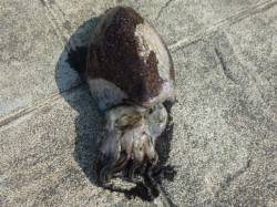 北公園ＲＴ　コウイカ、メバルなど