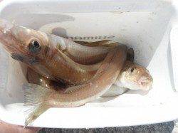 キスを釣りましょう♪岸和田一文字RT18日