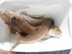 キスを釣りましょう♪岸和田一文字RT18日…