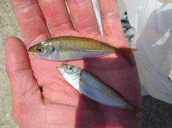 出たっ！！【豆アジ】♪１８日・田ノ浦ＲＴ