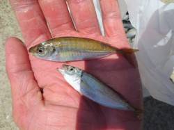 出たっ！！【豆アジ】♪１８日・田ノ浦ＲＴ