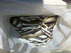 イワシにキスに・・etc　加太RT