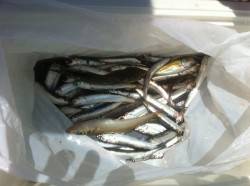 イワシにキスに・・etc　加太RT