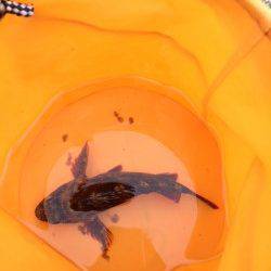 音海大波止　サビキ＆ズボ釣りでガシラ・豆アジなど　エギングは強風で断念