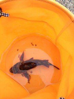 音海大波止　サビキ＆ズボ釣りでガシラ・豆アジなど　エギングは強風で断念