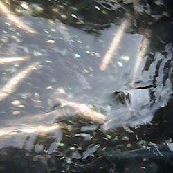 兵突イワシ情報　皆様大喜び