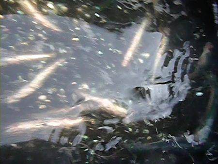 兵突イワシ情報　皆様大喜び