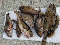 【ガッシー大漁】南芦屋浜リアルタイム