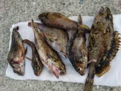  【ガッシー大漁】南芦屋浜リアルタイム