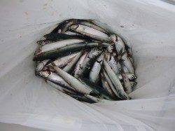 兵突のカタクチイワシ達！