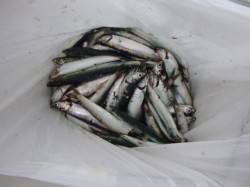 兵突のカタクチイワシ達！