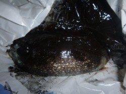 夜の兵突コウイカだ、スルメイカだ!