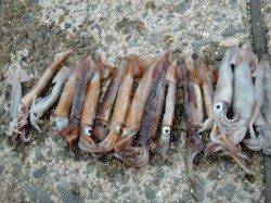 【イカ、二桁キタァ～】南芦屋浜リアルタイム