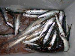 小野浜ＲＴ　イワシ入れ食い　スルメもいます。