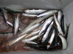 小野浜ＲＴ　イワシ入れ食い　スルメもいます…