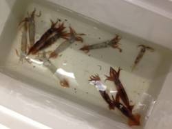 【スルメイカ急上昇♪】南芦屋浜ベランダ釣果…