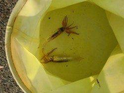 【大人気スルメイカ】南芦屋浜リアルタイム