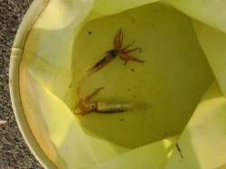 【大人気スルメイカ】南芦屋浜リアルタイム …