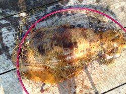 デカアオリを求めて　ｉｎ　和歌山湯浅