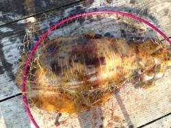 デカアオリを求めて　ｉｎ　和歌山湯浅