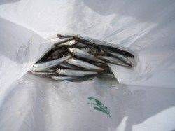 今朝もなぎさ公園で稚鮎♪ 泉大津RT23日朝