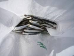 今朝もなぎさ公園で稚鮎♪　泉大津RT23日…