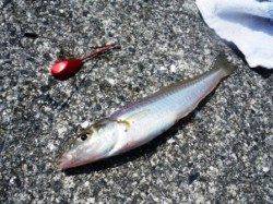 沖一のライトキャスト!!時合いは遅め!?