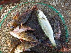 北公園RT ガシラも好調