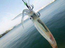 スルメ★豆アジ★小サバ★イワシ