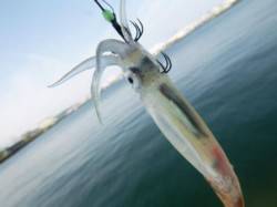  スルメ★豆アジ★小サバ★イワシ