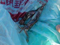 【イワシ・イカ確認】南芦屋浜リアルタイム