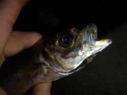 夜の兵突連日マアジ！