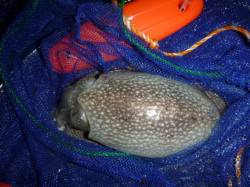 夜の兵突コウイカやスルメ、キスも！ 