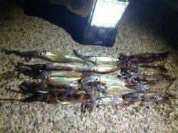 アジュール舞子でイカ爆釣だ～