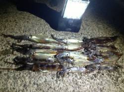 アジュール舞子でイカ爆釣だ～ 